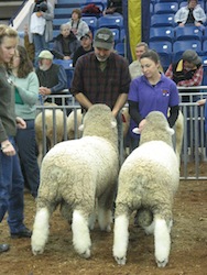 Ram Lambs Farm Show