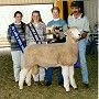 Champion Ewe