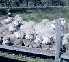Group of Ewes