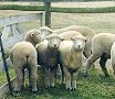 Group of Corriedale Sheep