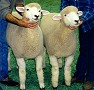 Pair of Corriedale Ewe Lambs